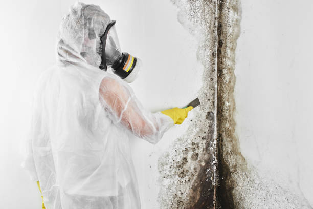 Trusted Fraser, MI Mold Removal Experts