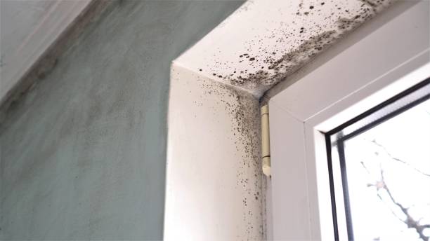Best Emergency Mold Removal  in Fraser, MI