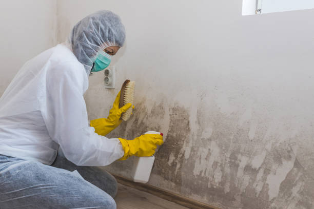 Best Crawl Space Mold Removal  in Fraser, MI