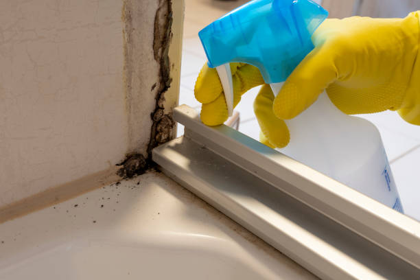 Best Mold Removal Near Me  in Fraser, MI