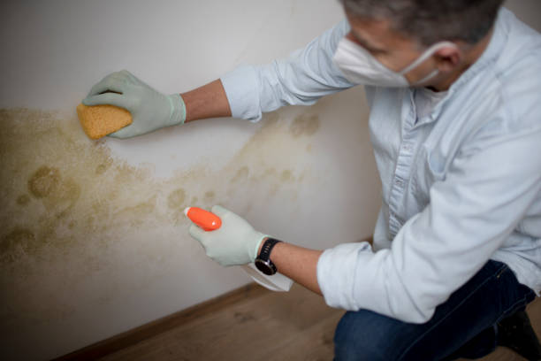 Best Mold Testing  in Fraser, MI