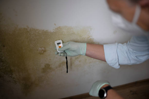 Best Affordable Mold Removal  in Fraser, MI