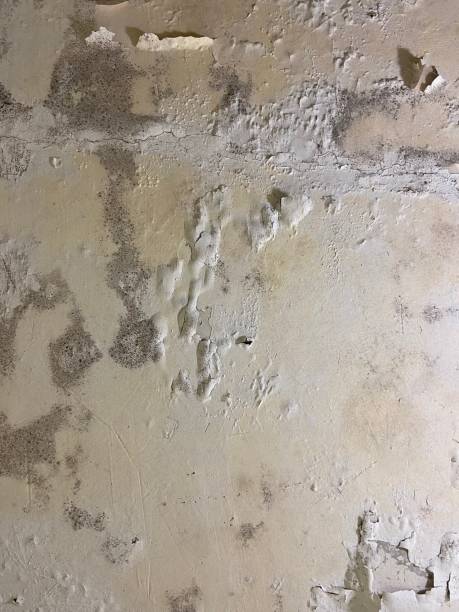 Best Fast Mold Removal  in Fraser, MI