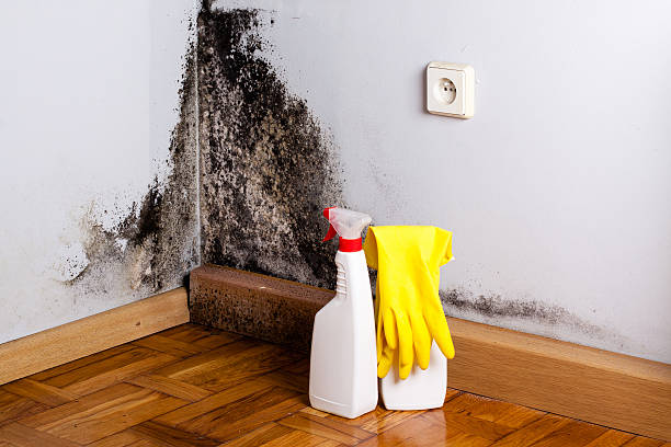 Best Attic Mold Removal  in Fraser, MI